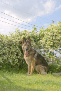 7.gif