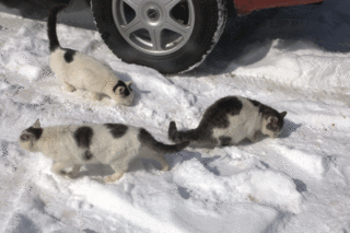 美鈴湖ねこ.gif