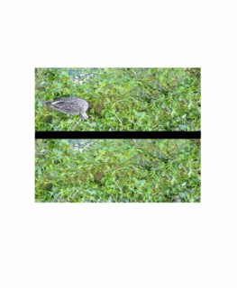 ÔP.gif