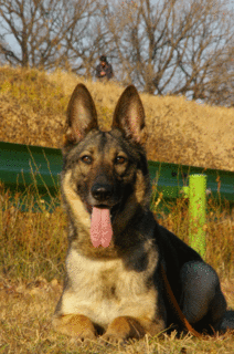 IMGP6488kawaranopo.gif