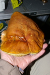 SEPPu-2.jpg