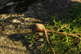 hibakarasu-1.gif