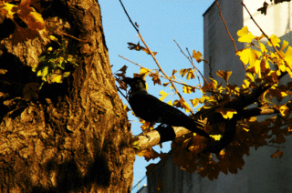 hibakarasu-3.gif