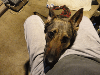 pochi|P.gif
