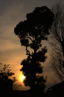 si.gif